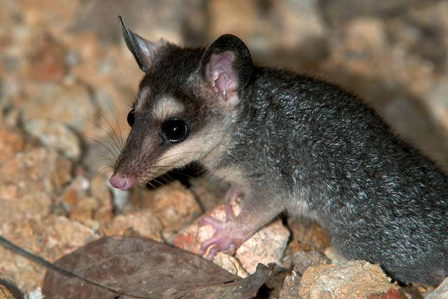 A mouse opossum in the leaf litter of the Pampas in Bolivia.