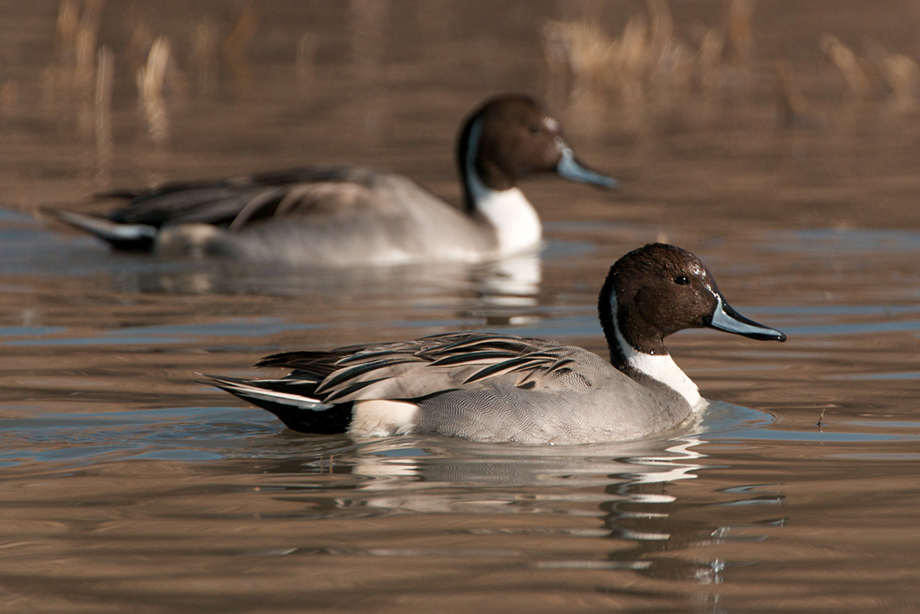 Two northern pintails swim side by side in Bosque Del Apache National Wildlife Refuge in New Mexico.