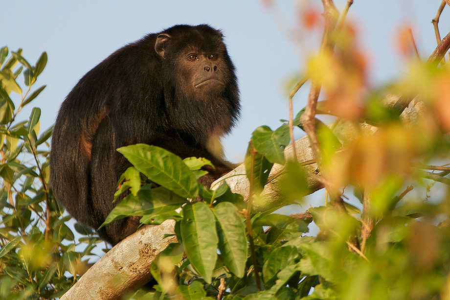 A black howler monkey wakes up to a new day in the Pantanal of Brazil.