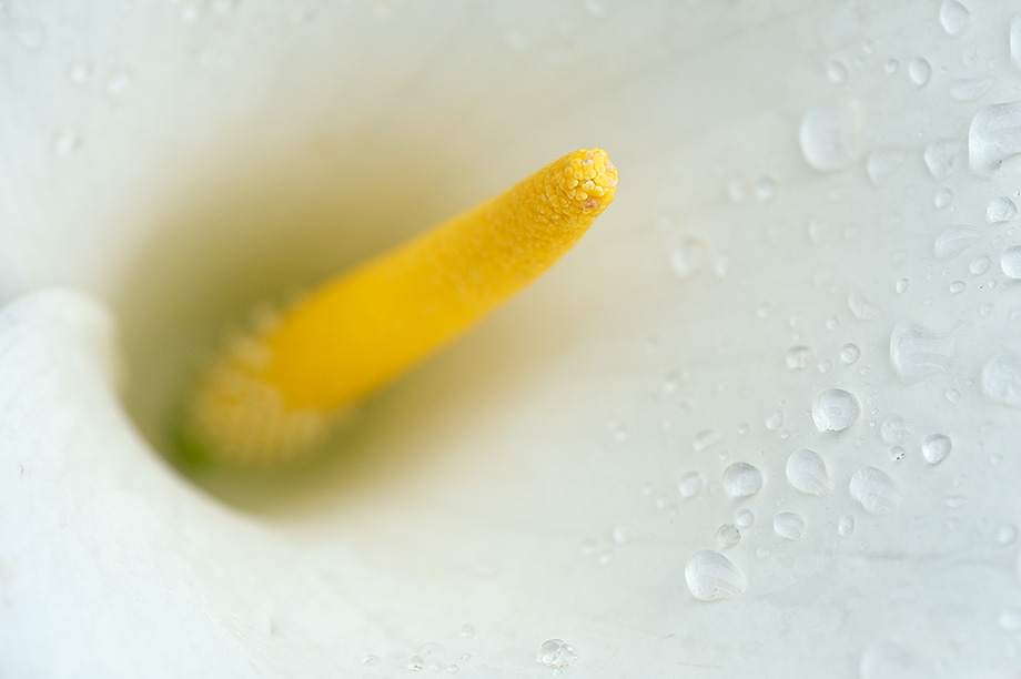 A close up of a calla lily stamen in Garrapata State Park, Big Sur, California.