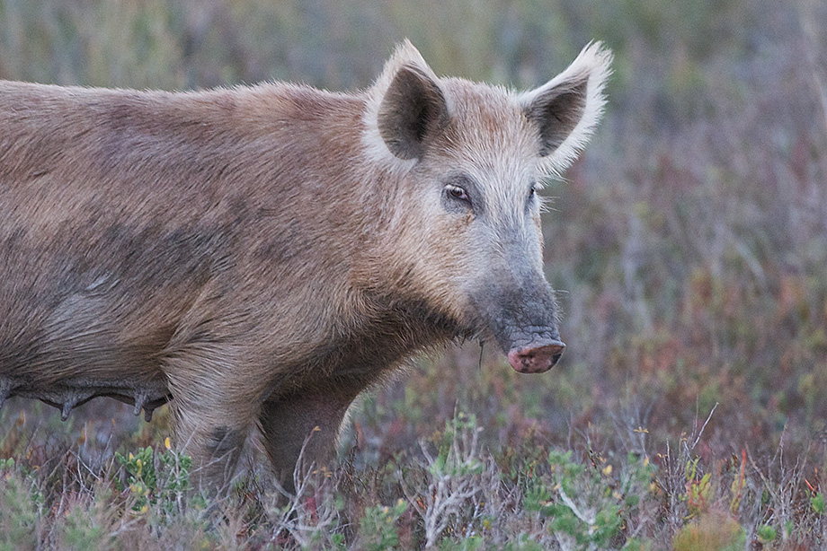 A feral hog in Laguna Atascosa National Wildlife Refuge near Rio Hondo, Texas.