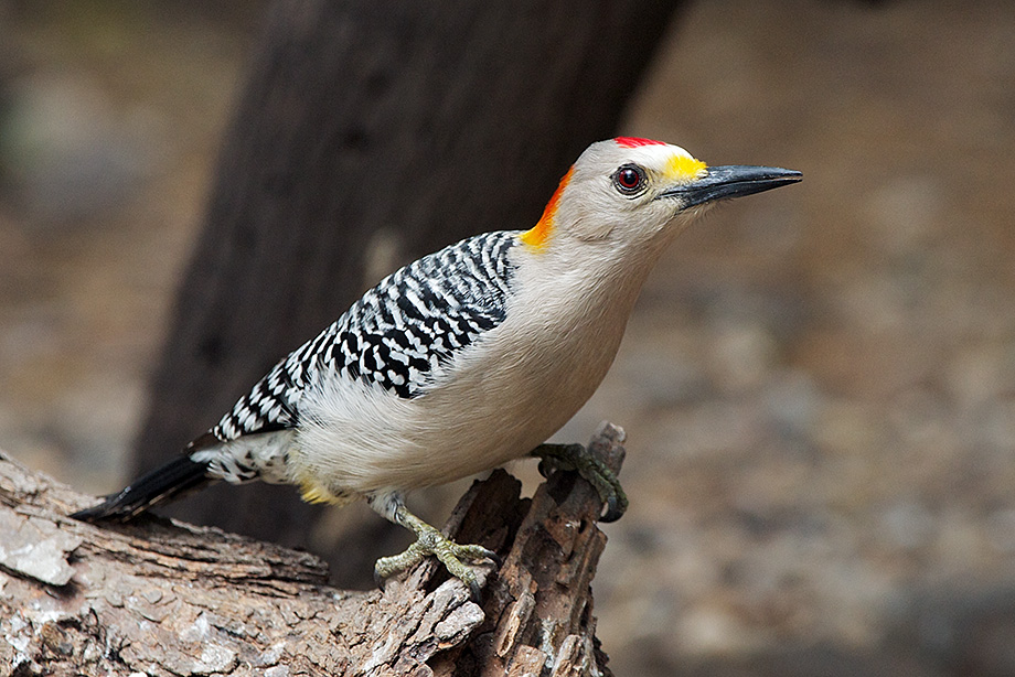 A golden-fronted woodpecker on a log in Laguna Atascosa National Wildlife Refuge near Rio Hondo, Texas.