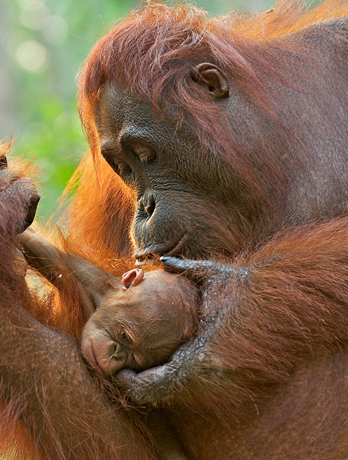 A mother orangutan gently cradles her newborn's head in Tanjung Puting National Park in Indonesian Borneo.