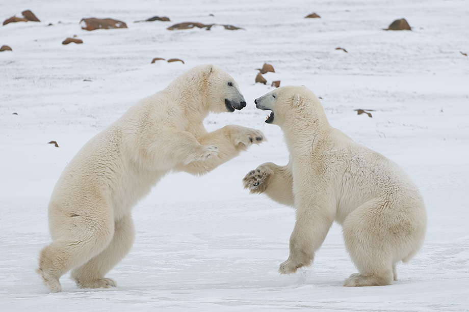 Two males polar bears play fight while waiting for the Hudson to freeze, Seal River, Manitoba, Canada