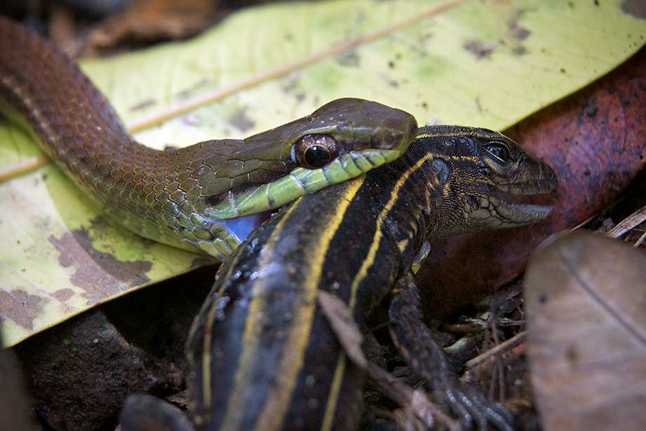 A rat snake eating a whiptail lizard in Corcovado National Park on the Osa Peninsula in Costa Rica.