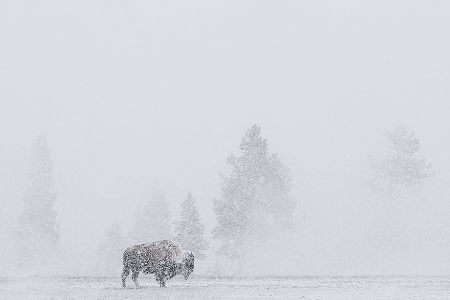 A late spring blizzard obscures a bison in white, Yellowstone National Park, Wyoming.