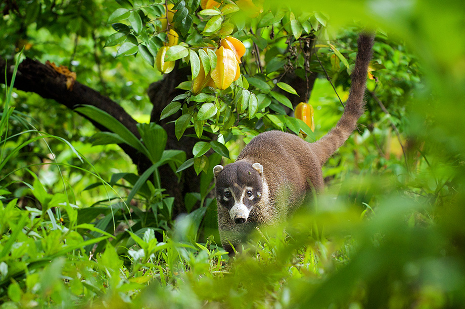 A coati in fruit orchard at Tiskita Lodge in Pavones, Costa Rica.