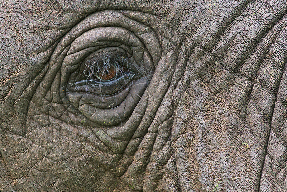 A close up of an elephants eye in Queen Elizabeth National Park in Uganda.