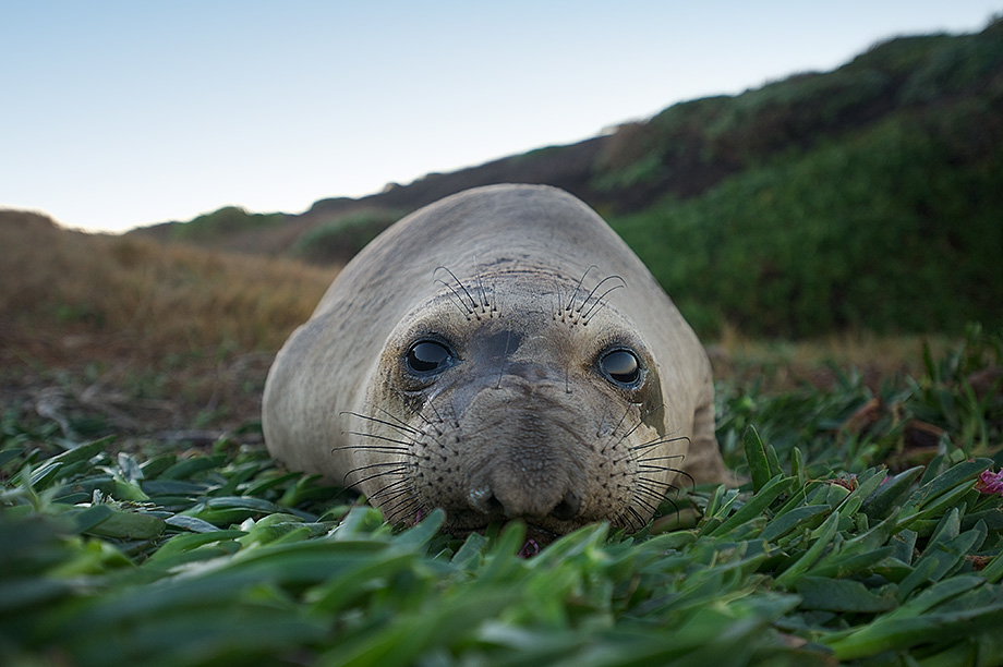 A young elephant seal resting beyond the dunes, San Simeon, California.