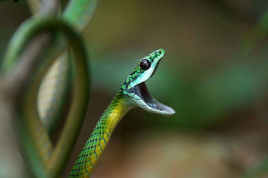 A green parrot snake in Madidi National Park in Bolivia.