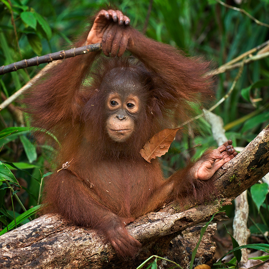 A young orangutan in Tanjung Puting National Park in Indonesian Borneo.