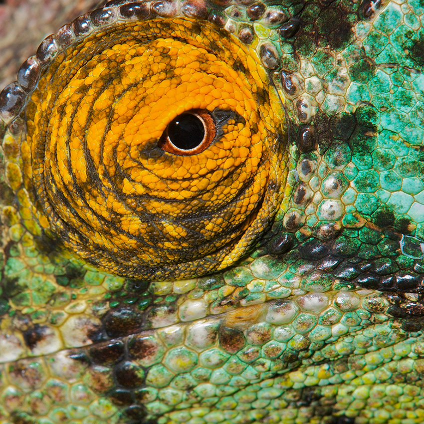 A close up of a parson's chameleon's eye, central Madagascar.