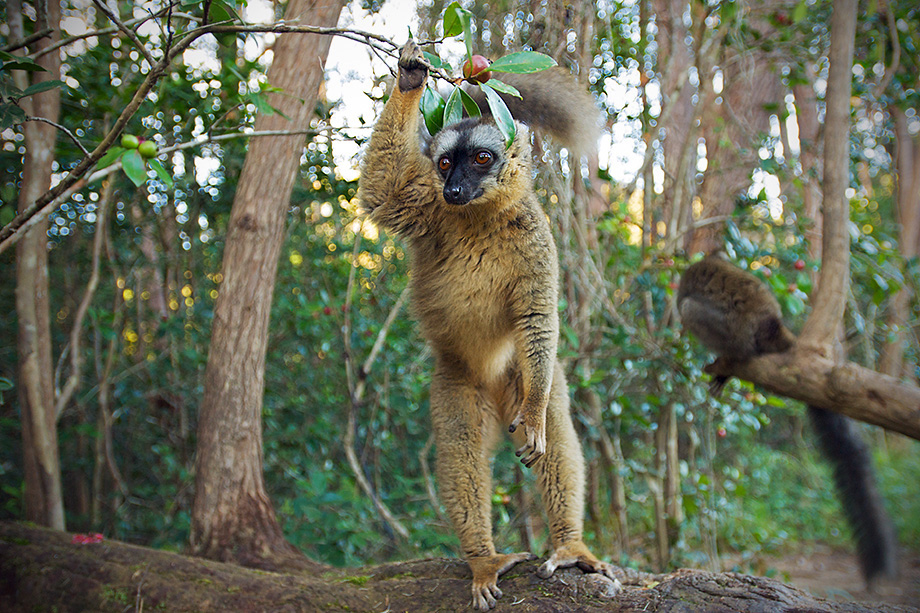 A red fronted brown lemur stands on a log in central Madagascar.