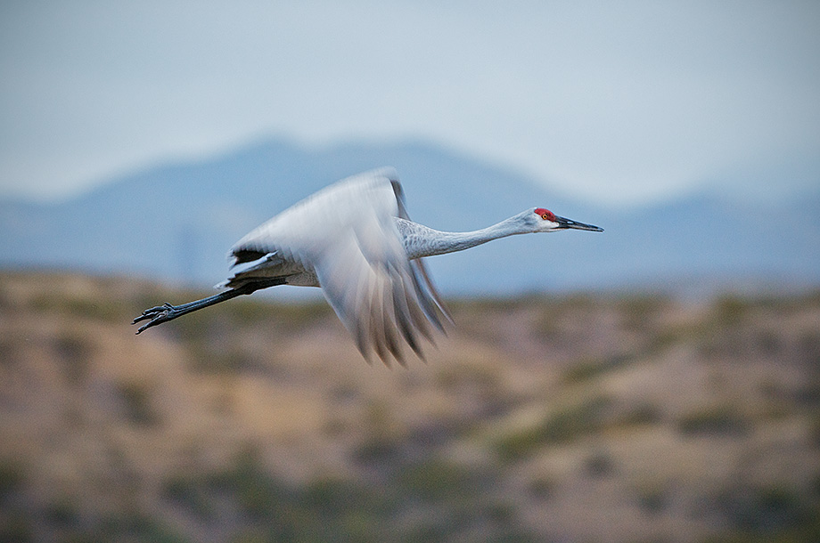 A sandhill crane takes off from a pond at Bosque Del Apache National Wildlife Refuge near Socorro, New Mexico.