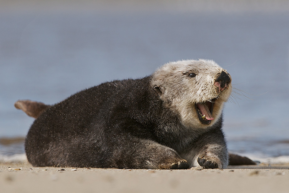 A sea otter appear to laugh, on the beach at Elkhorn Slough in Moss Landing, California
