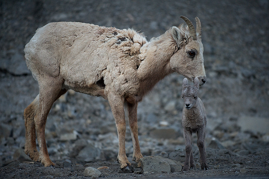 Bighorn ewe and lamb in Gardiner Canyon in Yellowstone National Park.