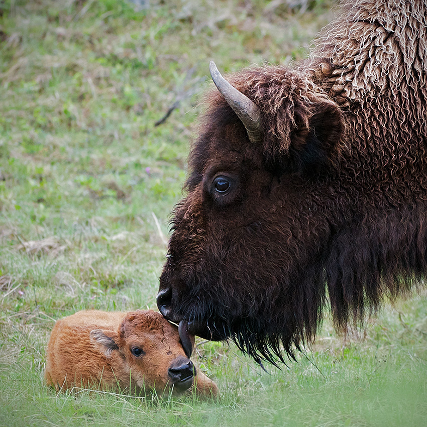 A mother bison licks her newborn calf in the Lamar Valley of Yellowstone National Park in Wyoming.