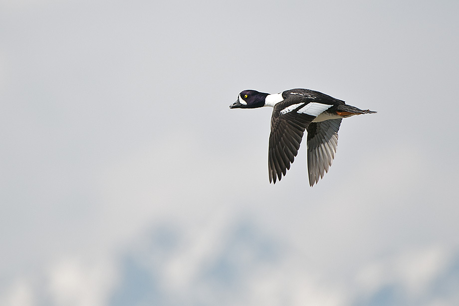 A common goldeneye flies past the Teton range in Wyoming.