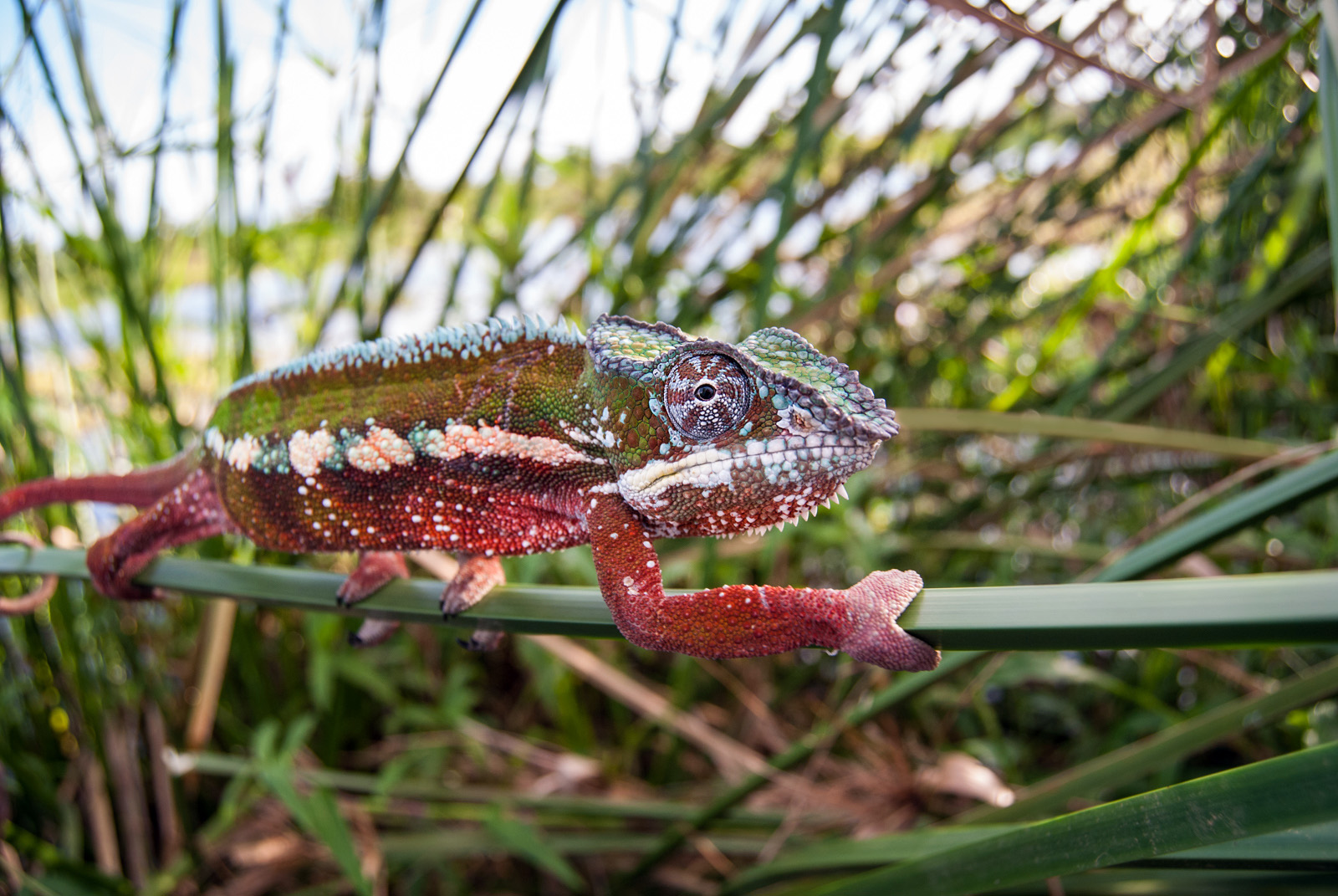 Panther Chameleon, Maroansetra, Madagascar