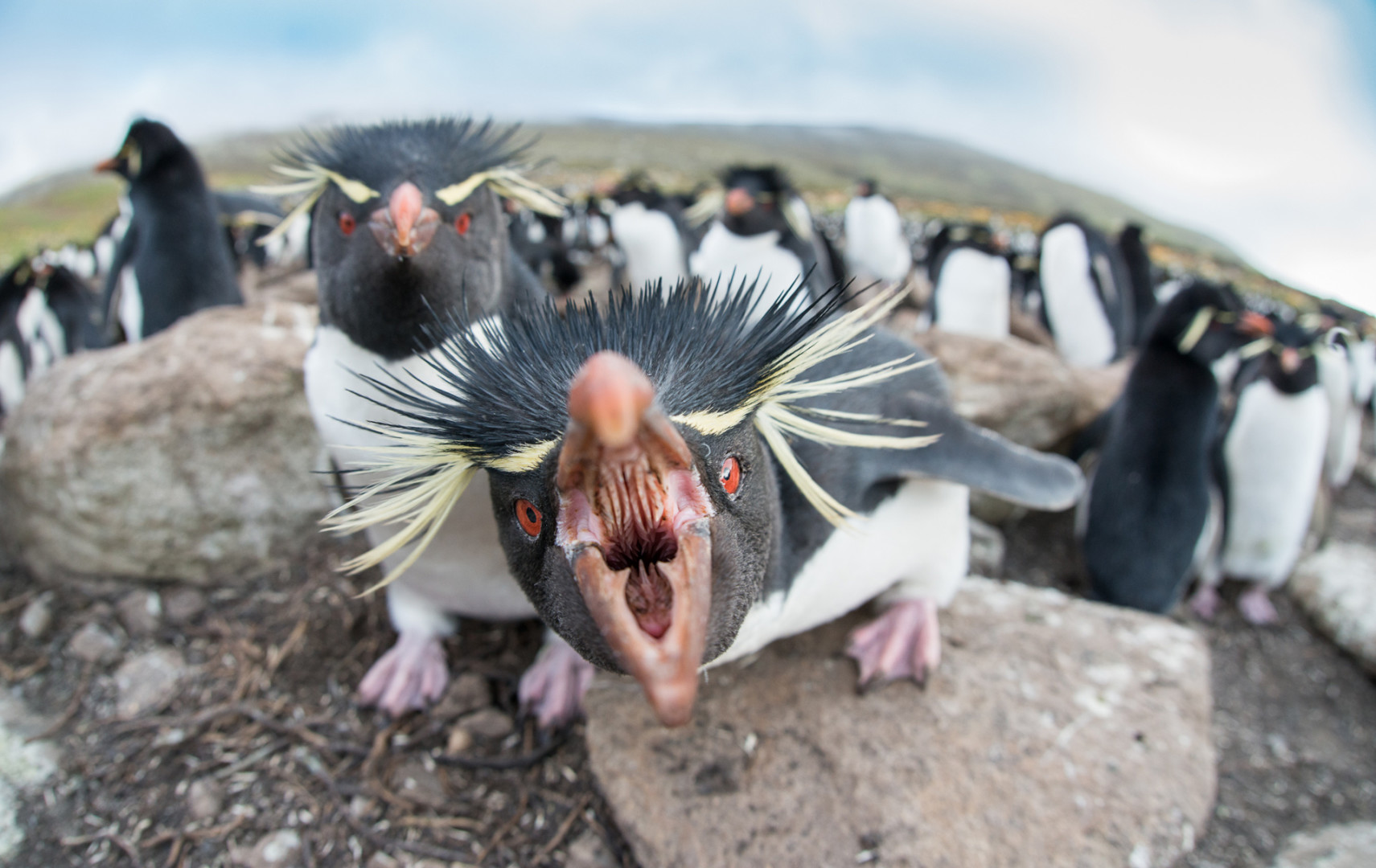 Rockhopper Penguins, Saunders Island, Falkland Islands