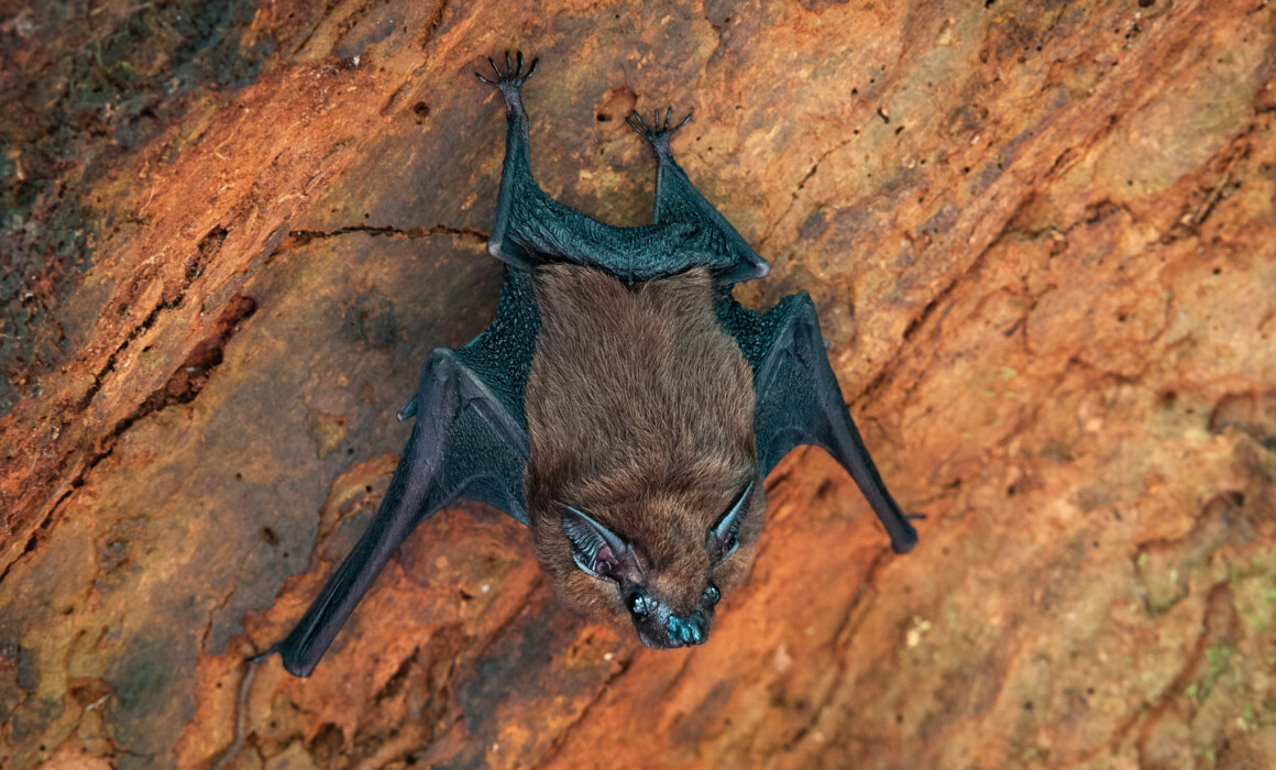 Bat (Unidentified), Borneo