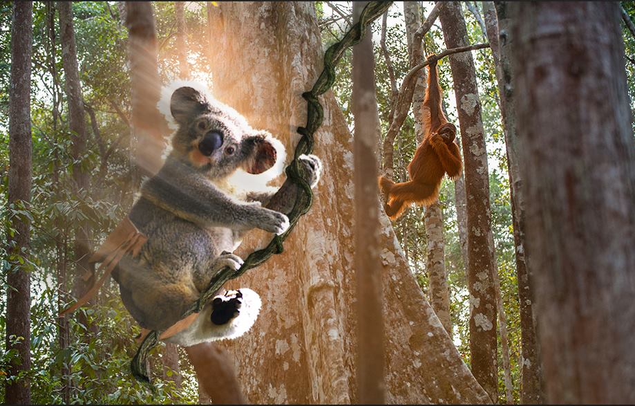 Koala Exploding Koala Bombs | Sean Crane Wildlife