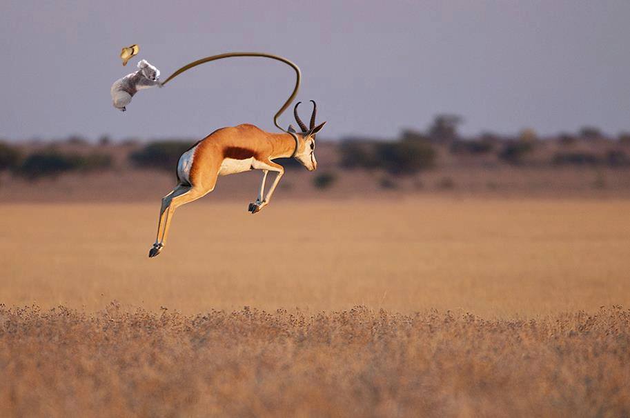 Springbok Getting Shot Koala Bombs | Sean Crane Wildlife