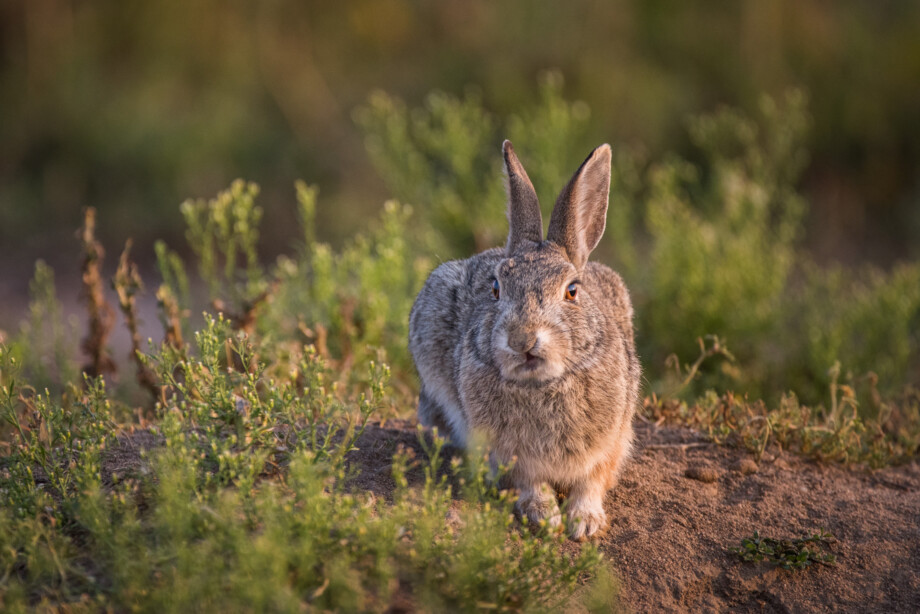 Angry Rabbit | Sean Crane Wildlife