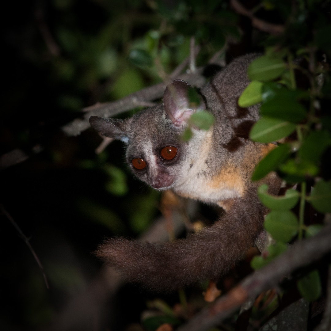 Galago, Ol Pajeta Wildlife Conservancy, Laikipia, Kenya