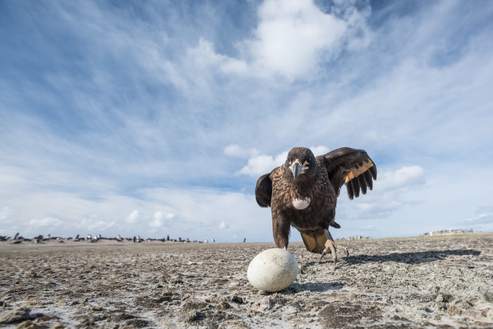 Striated Caracara and Gentoo Egg, Saunders Island, Falkland Islands