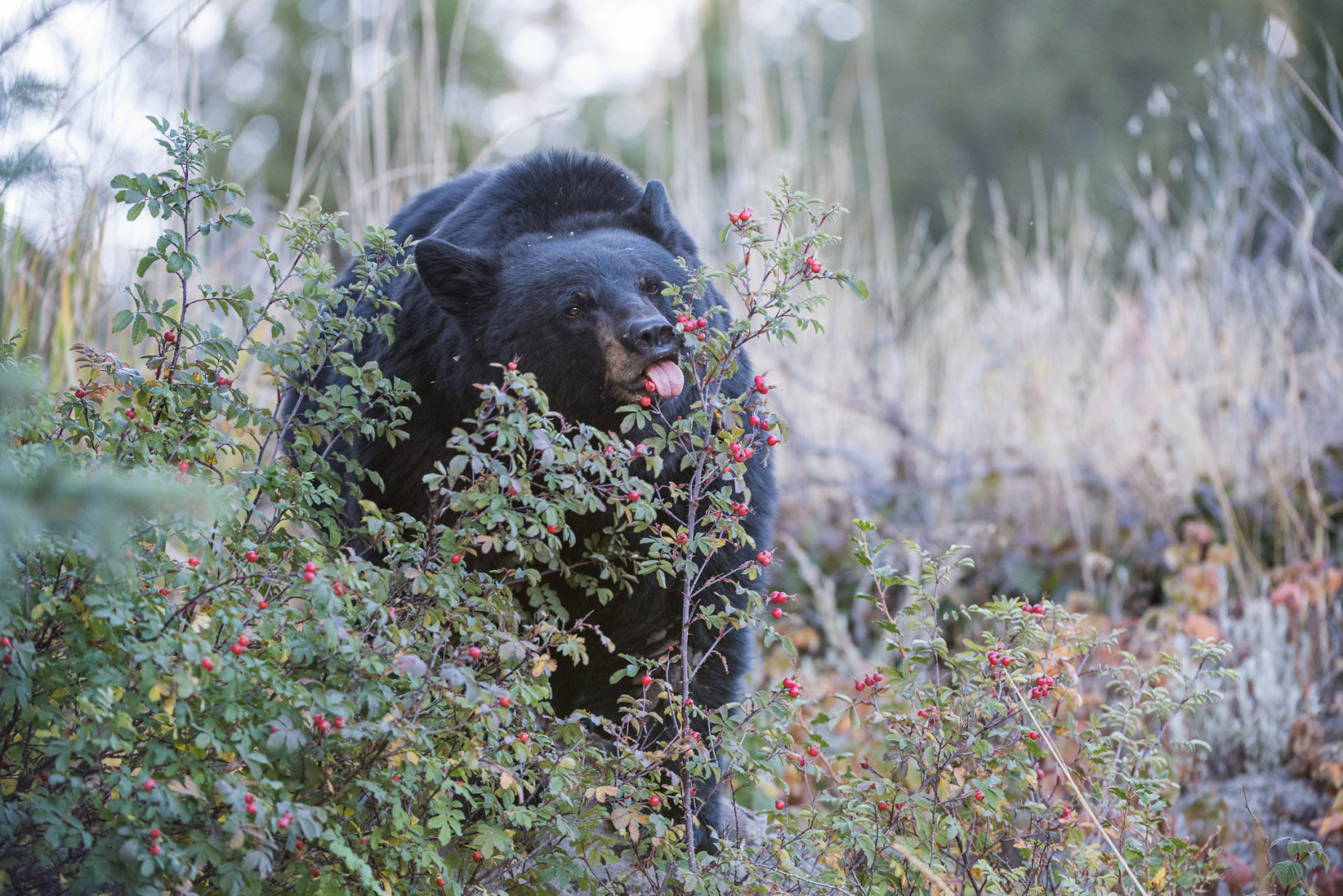 Black Bear Eating Berries, Yellowstone National Park, Wyoming