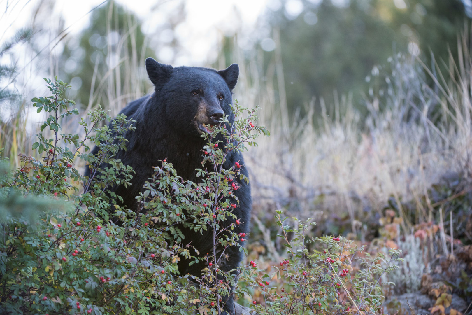 Black Bear Eating Berries, Yellowstone National Park, Wyoming