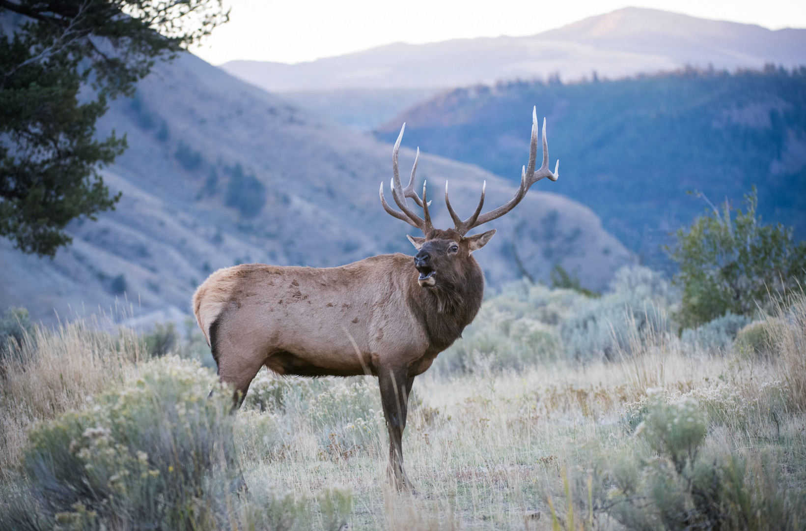 Bull Elk, Yellowstone National Park, Wyoming