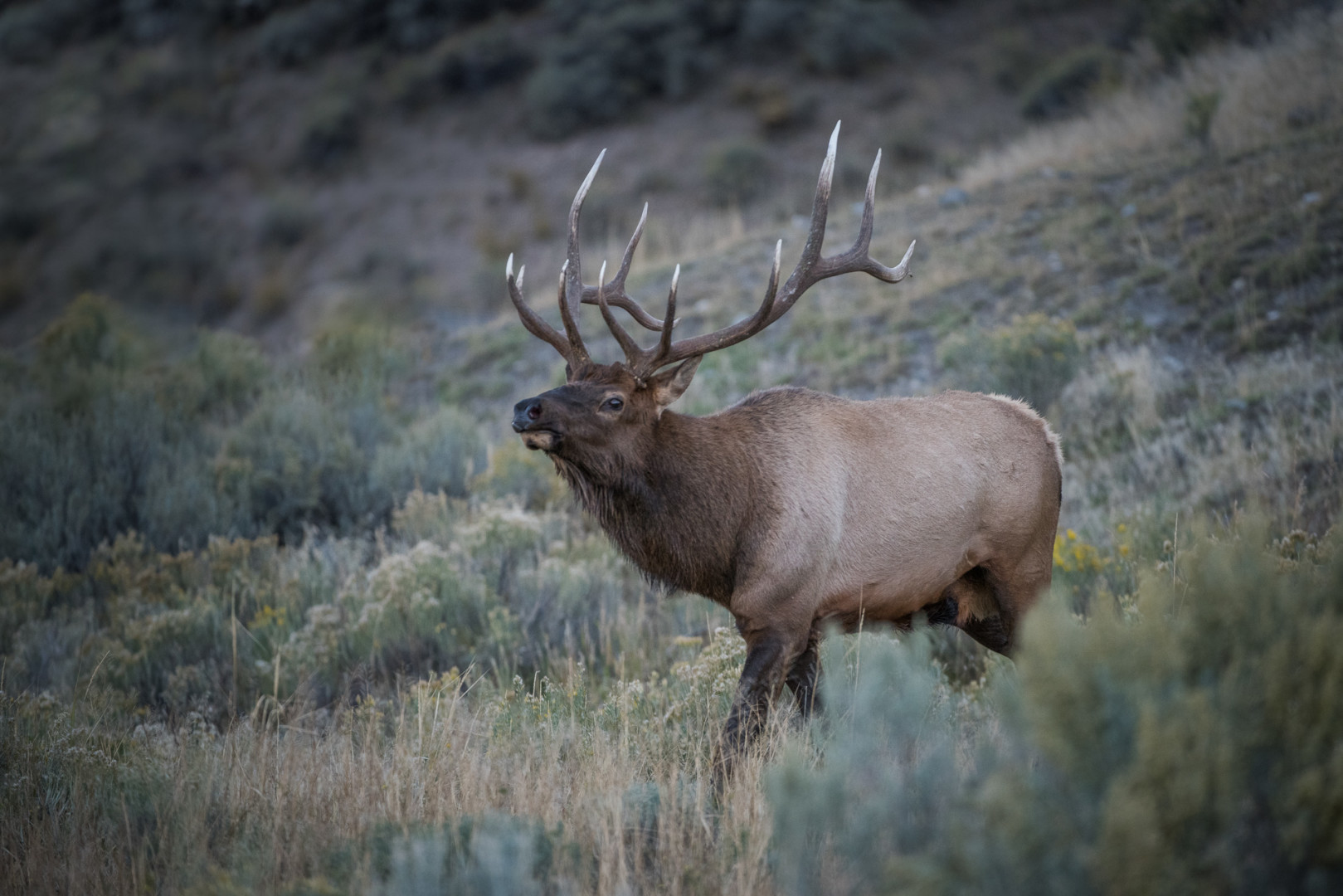 Bull Elk, Yellowstone National Park, Wyoming