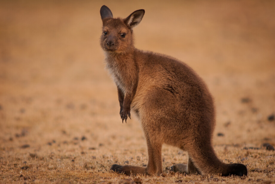 Kangaroo Island Kangaroo, Flinders Chase National Park, South Australia