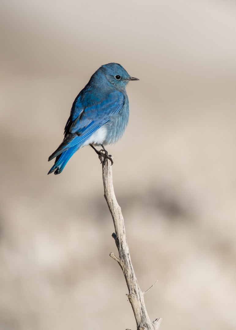 Mountain Bluebird, Yellowstone National Park, Wyoming