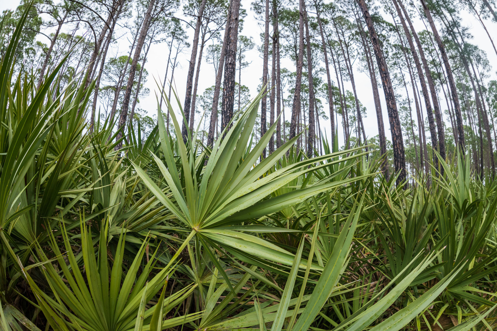 Palmetto and Pine, Saint Andrews State Park, Panama City Beach, Florida