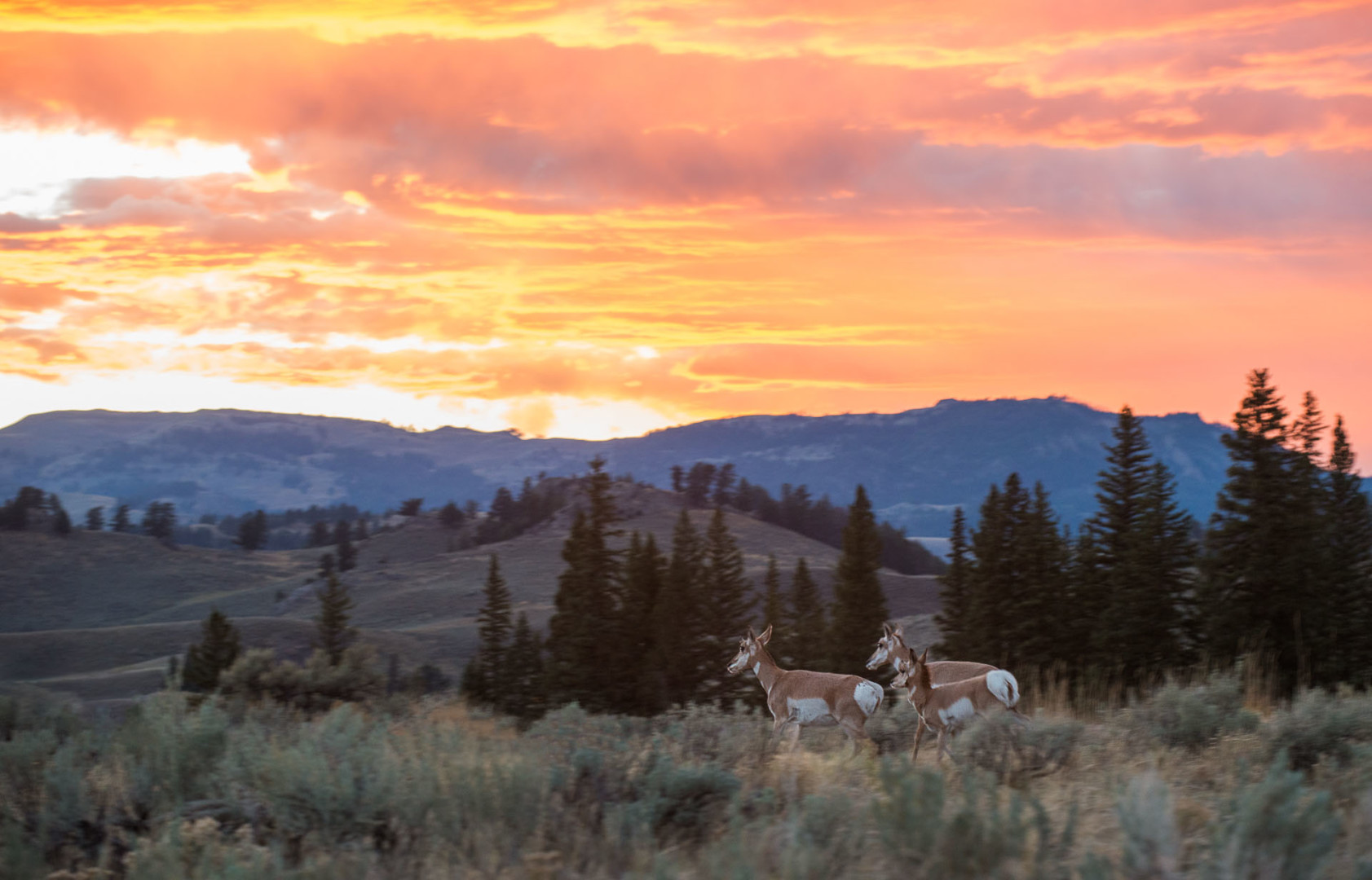Pronghorn Sunset, Yellowstone National Park, Wyoming