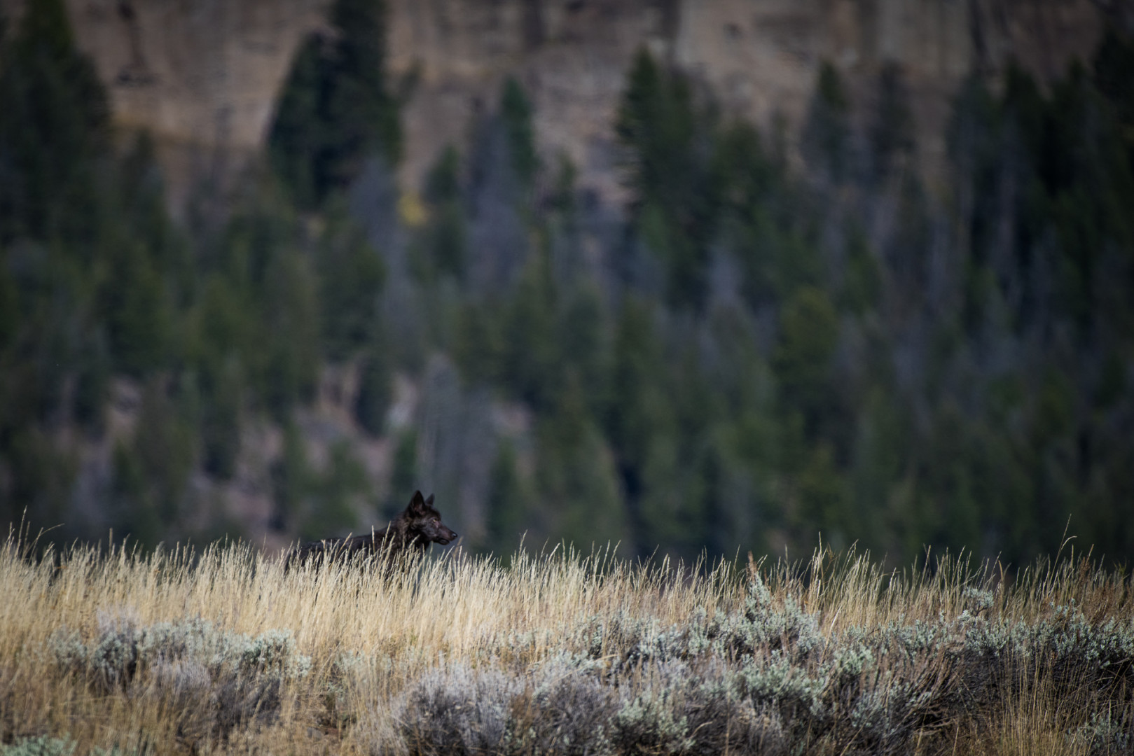 Wolf, Yellowstone National Park, Wyoming