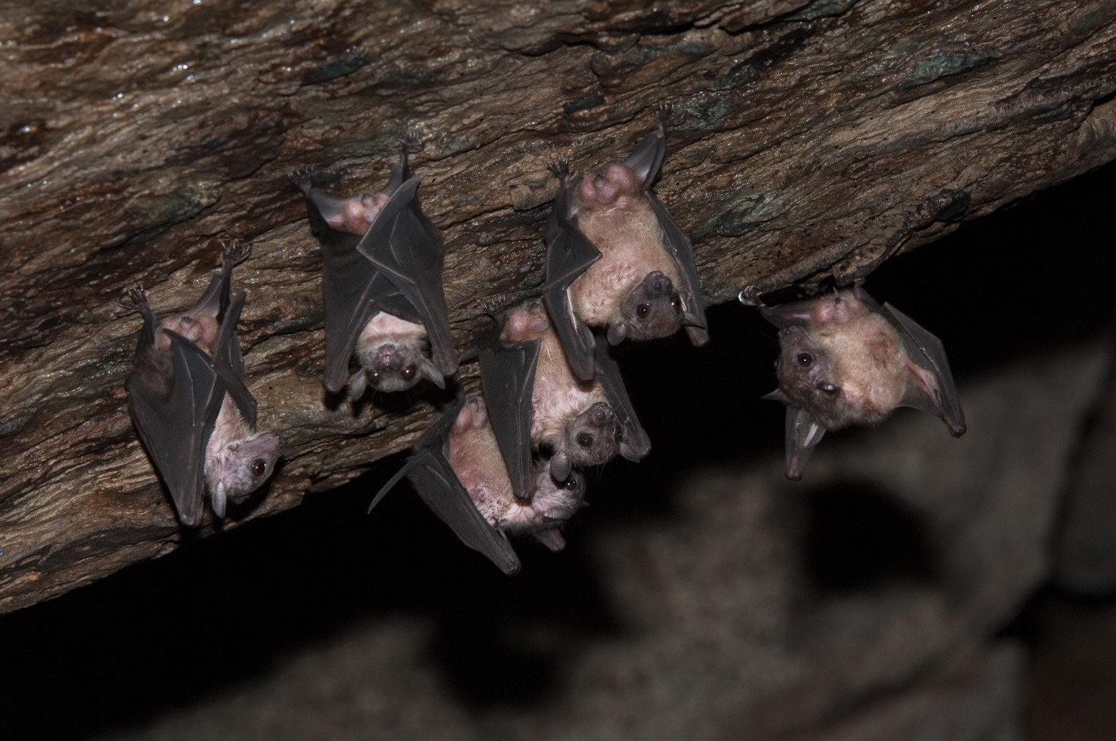 Bats, Tangkahan, Sumatra, Indonesia.