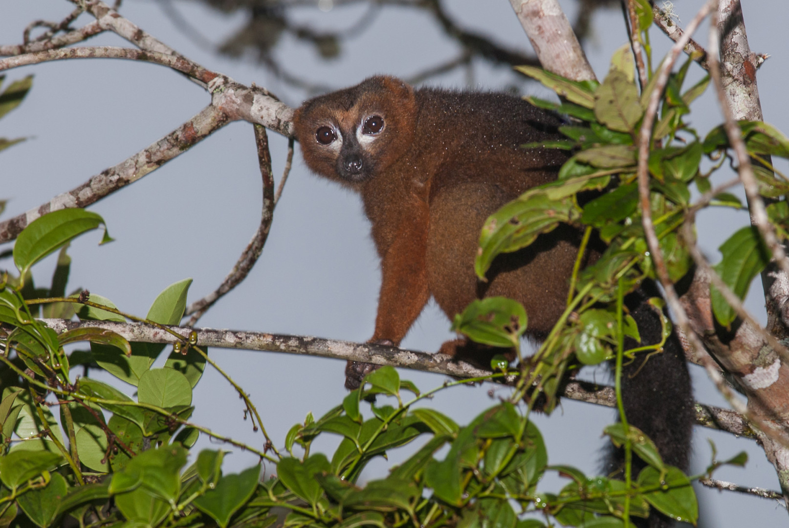 Red Bellied Lemur, Ranomafana National Park, Madagascar