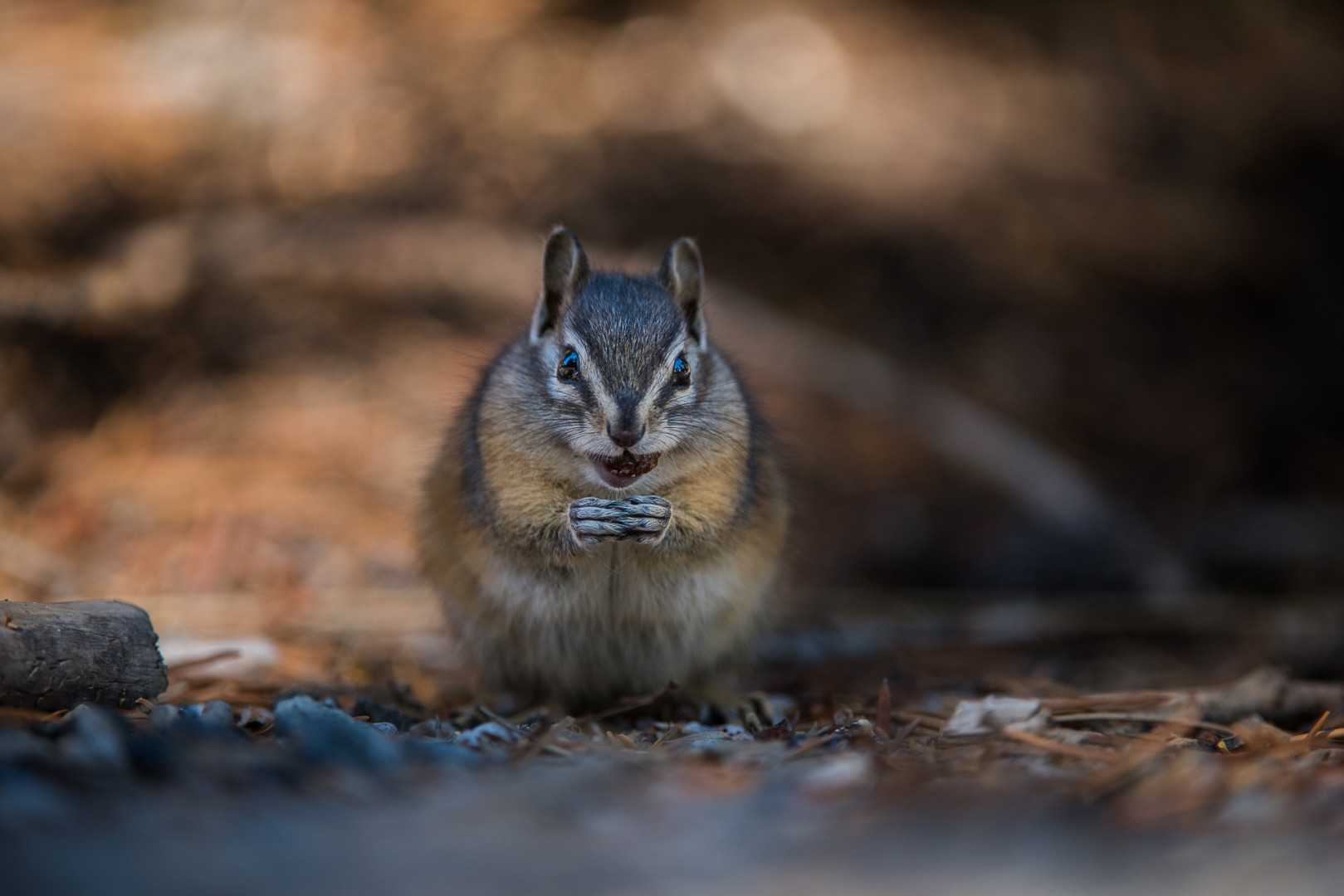Least Chipmunk, Yellowstone National Park, Wyoming