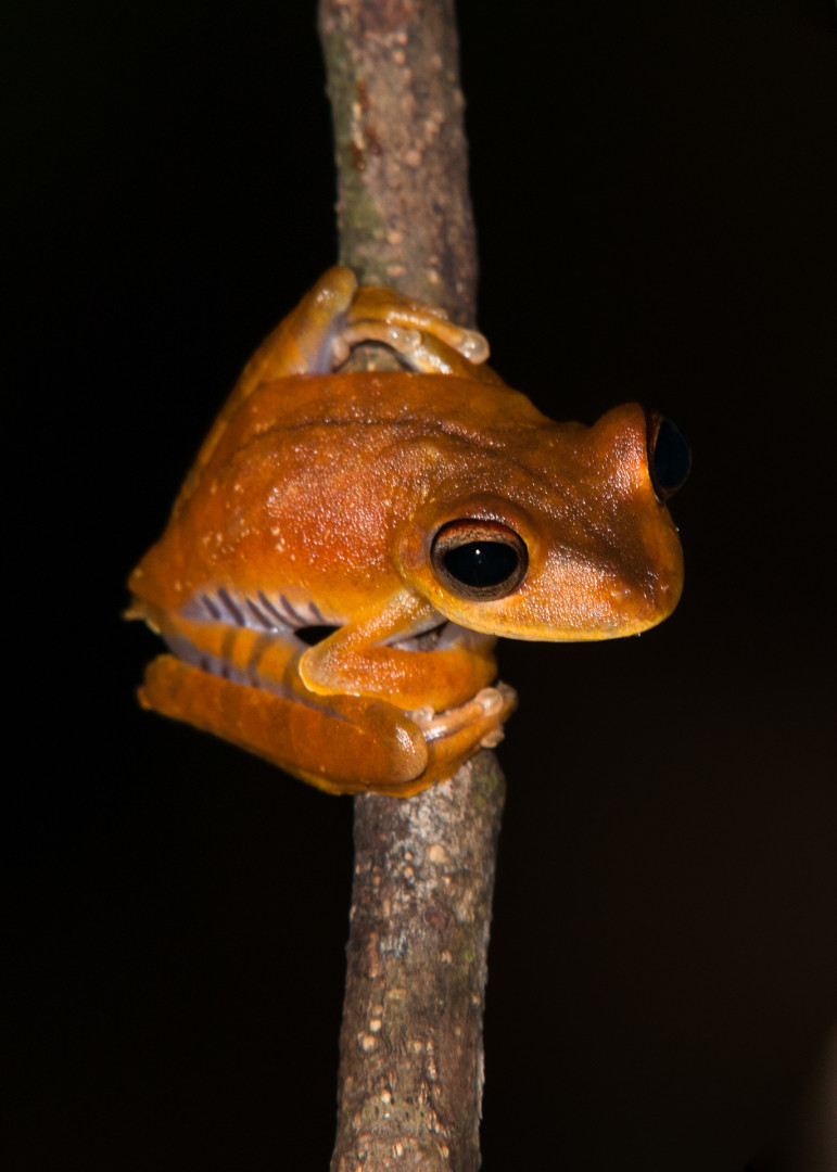 Convict Tree Frog, Madidi National Park, Bolivia
