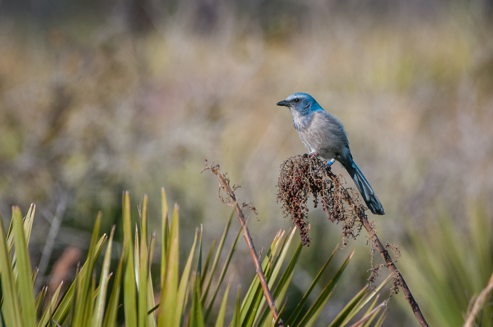 Florida Scrub Jay, Merritt Island National Wildlife Refuge, Florida