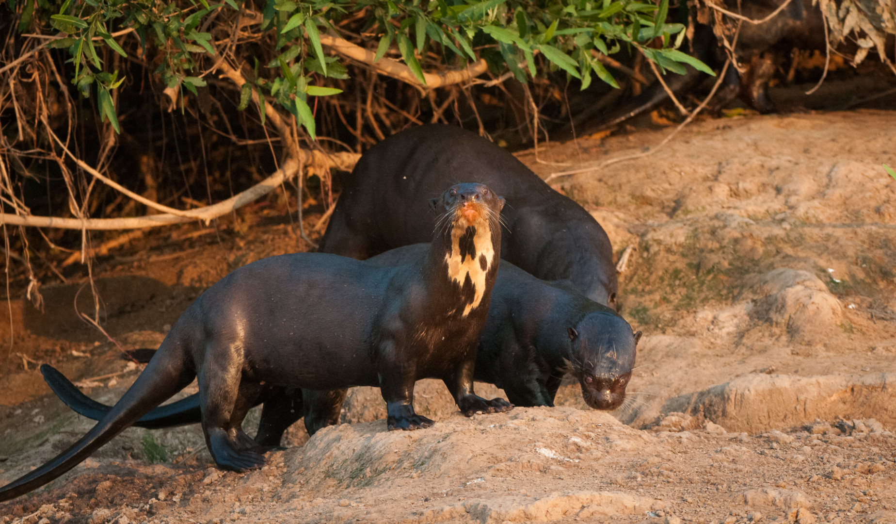 Giant River Otters, Pantanal, Brazil