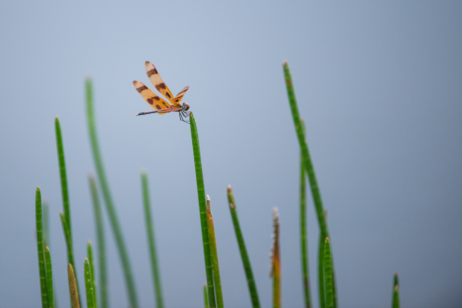 Halloween Pennant Dragonfly, Everglades National Park, Florida