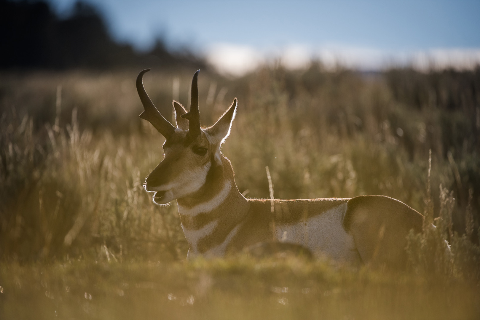Backlit Pronghorn, Yellowstone National Park, Wyoming