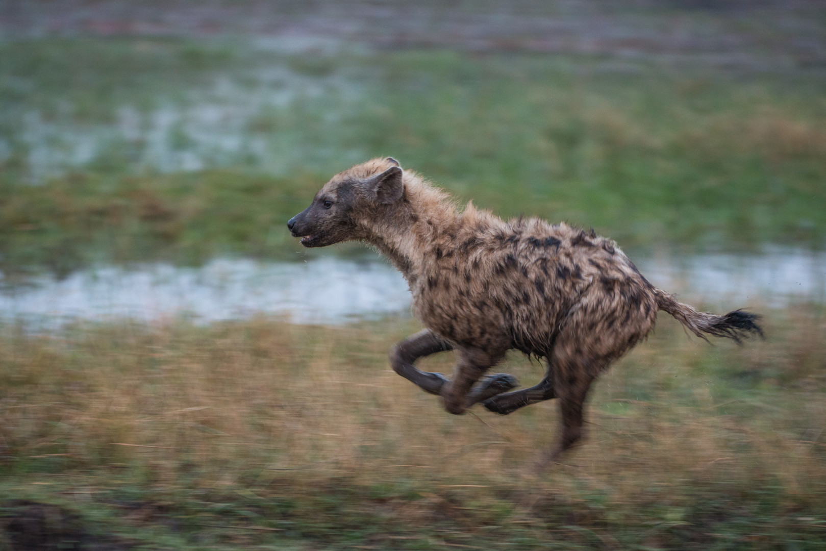 Spotted Hyena Running, Linyanti, Botswana