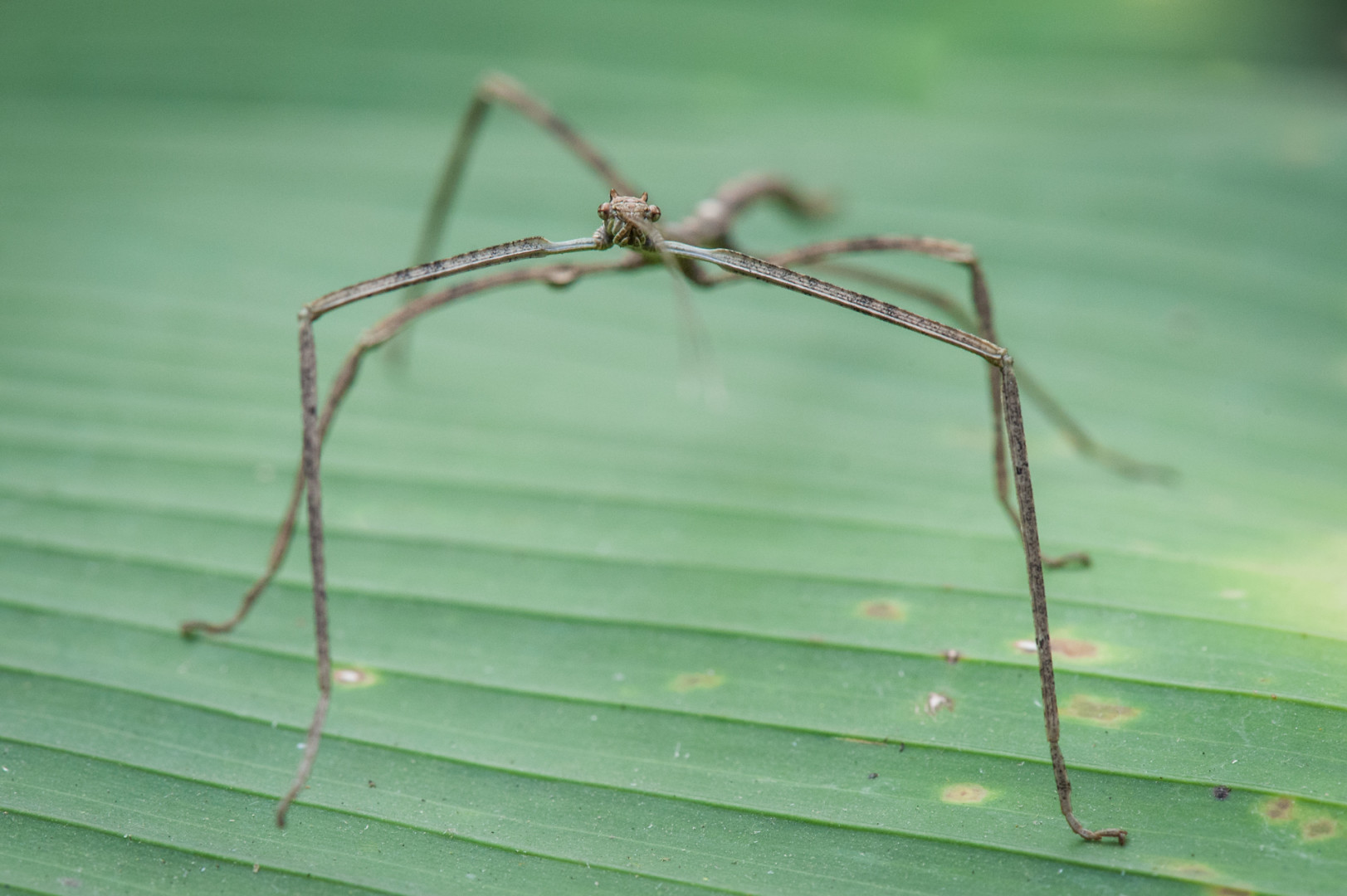 Stick Insect, Cloud Forest, Equador