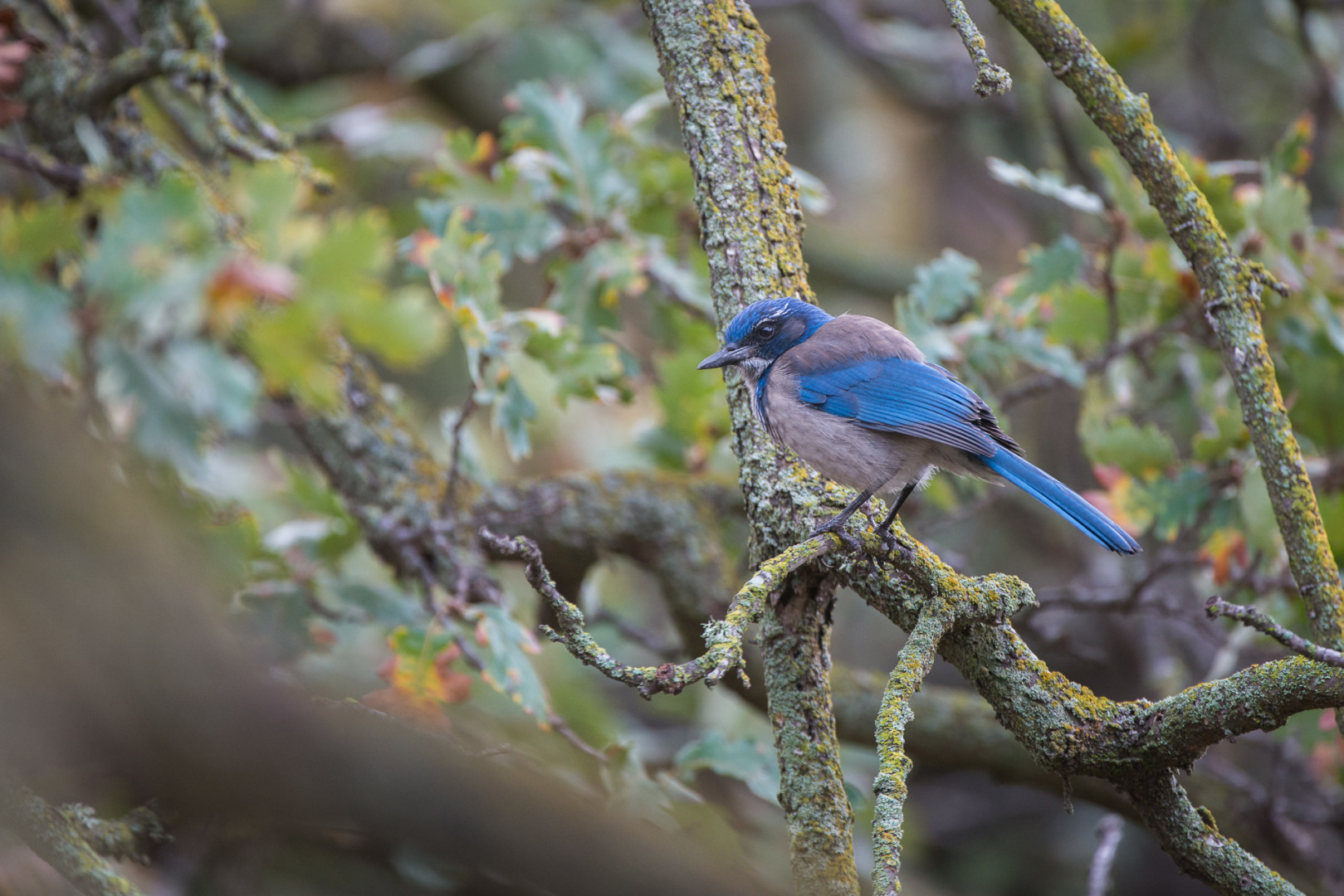 Western Scrub Jay, Santa Monica Mountains National Recreation Area, California